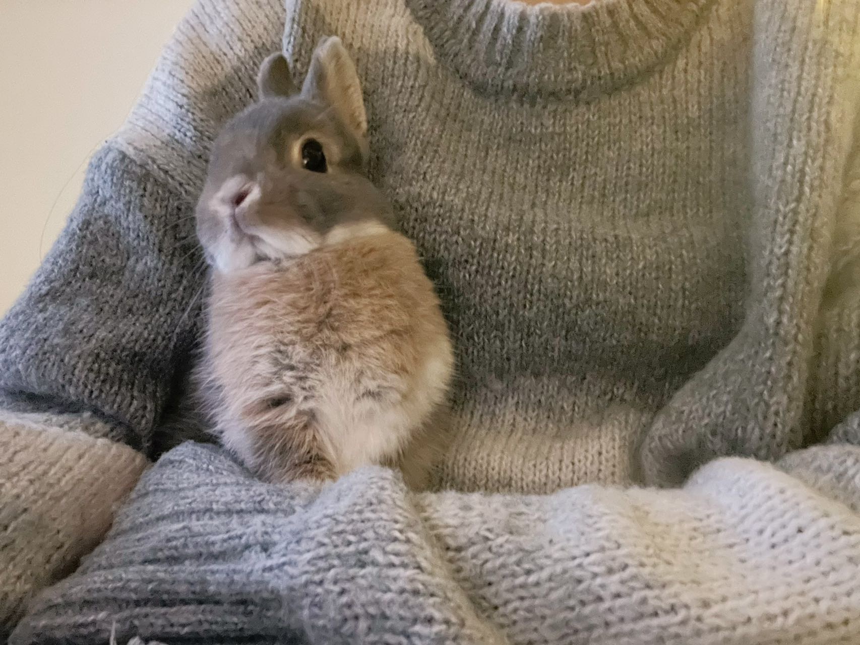 伯明翰求租